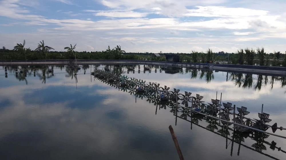 Ao nuôi tôm quảng canh