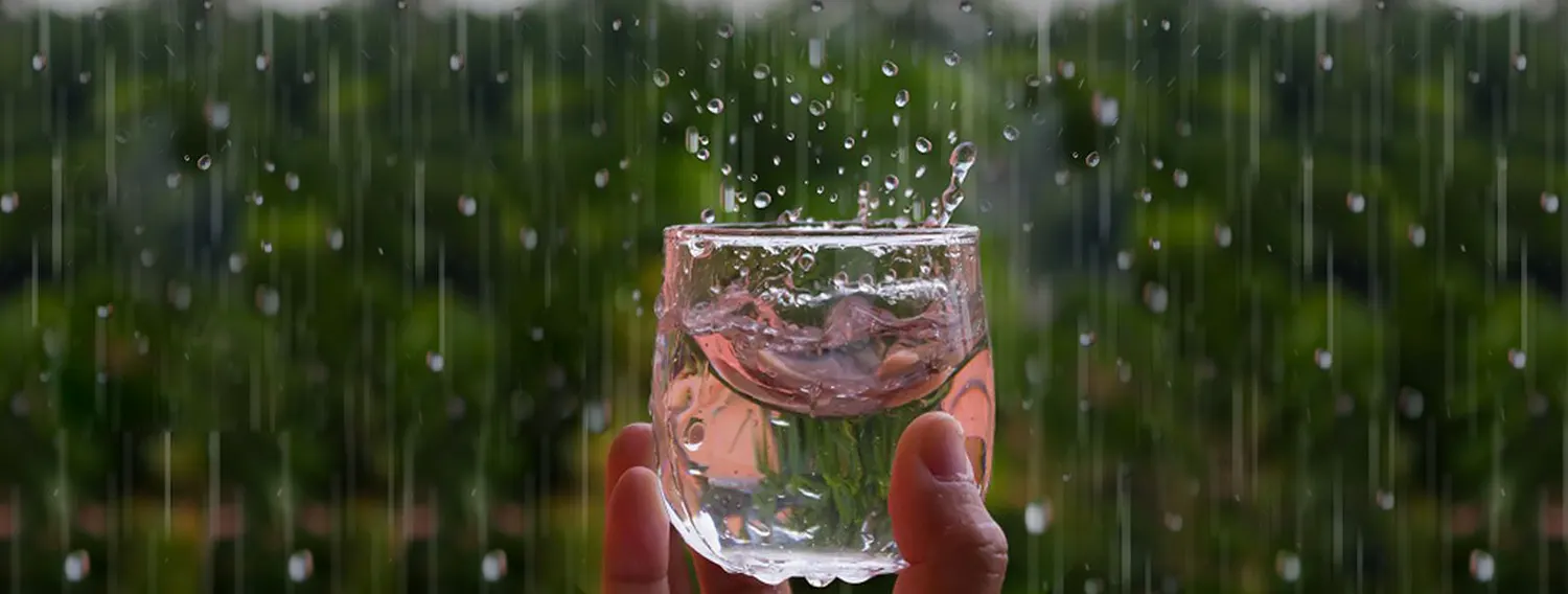 Dù có vẻ ngoài trong lành và sạch sẽ, nhưng nước mưa không còn an toàn để uống.