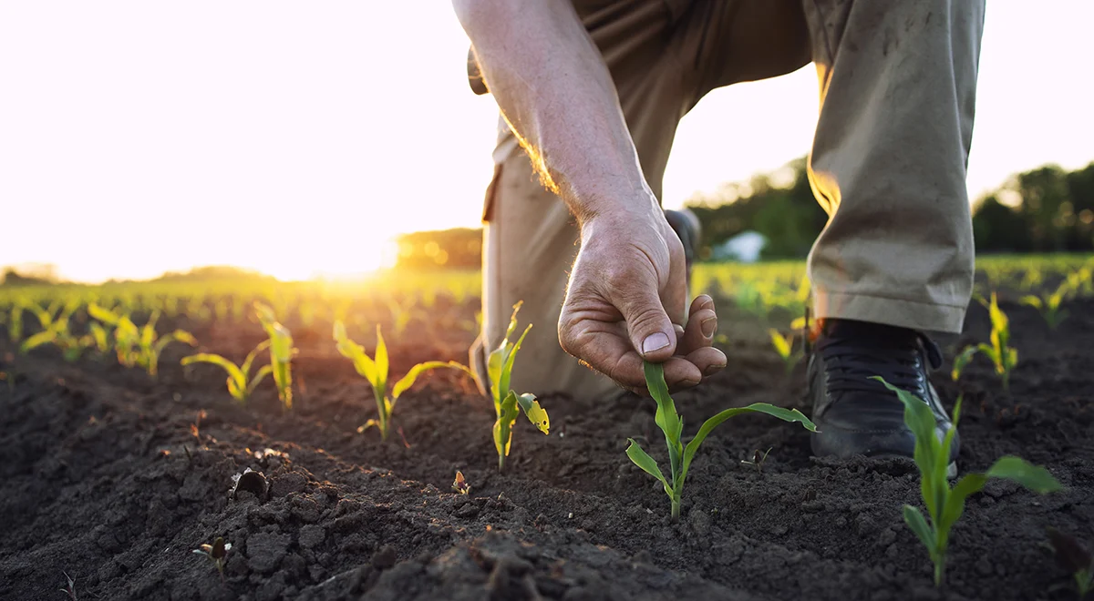 Kali hydroxit là nguyên liệu quan trọng trong sản xuất phân bón, cung cấp nguyên tố Kali cho cây trồng phát triển khỏe mạnh.
