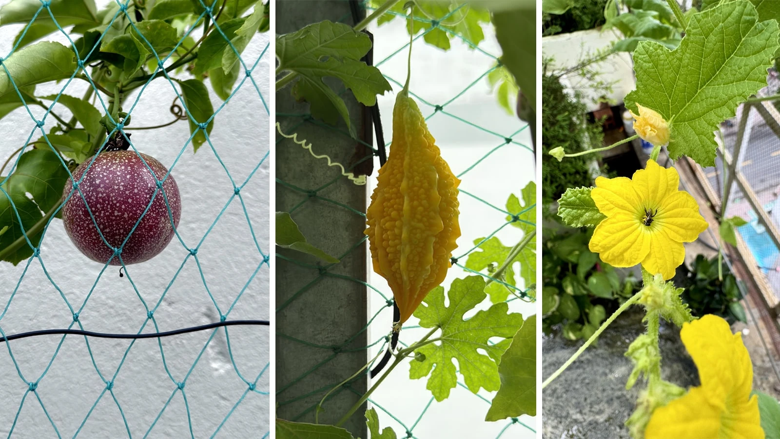 Rau củ quả được trồng bằng phân trộn là những sản phẩm sạch và an toàn