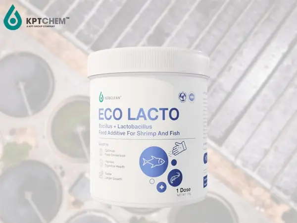 Eco Lacto™ - Phụ gia thức ăn - lợi khuẩn Bacillus và Lactobacillus cho tôm và cá